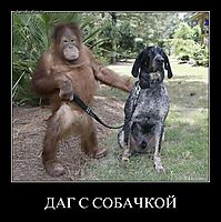 ДАГ С СОБАЧКОЙ 