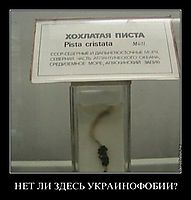 НЕТ ЛИ ЗДЕСЬ УКРАИНОФОБИИ? 