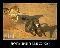 ДОТАЦИИ ТЕБЕ СУКА? 