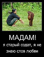 МАДАМ! я старый содат, я не знаю слов любви