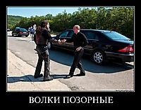 ВОЛКИ ПОЗОРНЫЕ 