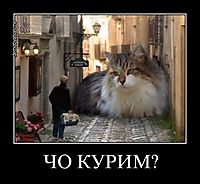 ЧО КУРИМ? 