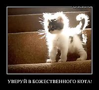 УВЕРУЙ В БОЖЕСТВЕННОГО КОТА! 