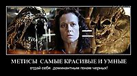 МЕТИСЫ  САМЫЕ КРАСИВЫЕ И УМНЫЕ