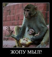 ЖОПУ МЫЛ? 