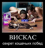 ВИСКАС секрет кошачьих побед