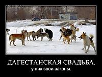 ДАГЕСТАНСКАЯ СВАДЬБА. у них свои законы.