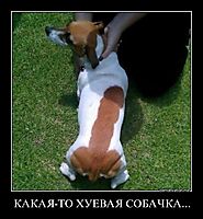 КАКАЯ-ТО ХУЕВАЯ СОБАЧКА...