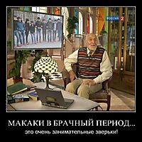 МАКАКИ В БРАЧНЫЙ ПЕРИОД... это очень занимательные зверьки!