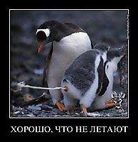 ХОРОШО, ЧТО НЕ ЛЕТАЮТ 