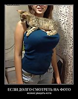 ЕСЛИ ДОЛГО СМОТРЕТЬ НА ФОТО можно увидеть кота