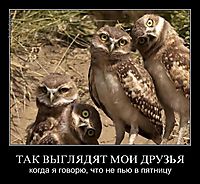 ТАК ВЫГЛЯДЯТ МОИ ДРУЗЬЯ когда я говорю, что не пью в пятницу