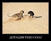ДОТАЦИИ ТЕБЕ СУКА? 