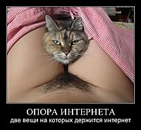 ОПОРА ИНТЕРНЕТА две вещи на которых держится интернет
