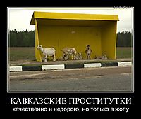 КАВКАЗСКИЕ ПРОСТИТУТКИ качественно и недорого, но только в жопу