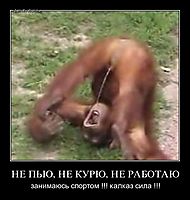 НЕ ПЬЮ, НЕ КУРЮ, НЕ РАБОТАЮ занимаюсь спортом !!! калказ сила !!!