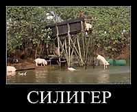 СИЛИГЕР 