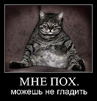 МНЕ ПОХ. можешь не гладить