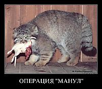 ОПЕРАЦИЯ "МАНУЛ" . . .