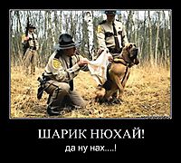 ШАРИК НЮХАЙ! да ну нах....!