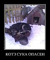 КОТЭ СУКА ОПАСЕН 