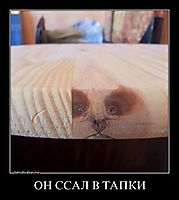 ОН ССАЛ В ТАПКИ 