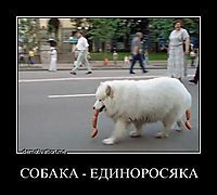 СОБАКА - ЕДИНОРОСЯКА 