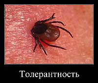 Толерантность 