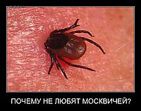 ПОЧЕМУ НЕ ЛЮБЯТ МОСКВИЧЕЙ? 