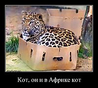 Кот, он и в Африке кот 