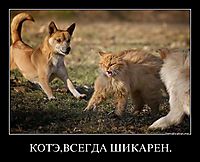 КОТЭ,ВСЕГДА ШИКАРЕН. 