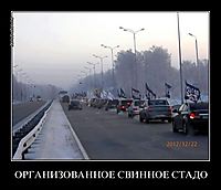 ОРГАНИЗОВАННОЕ СВИННОЕ СТАДО 