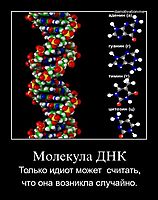 Молекула ДНК Только идиот может  считать, что она возникла случайно.