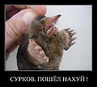 СУРКОВ, ПОШЁЛ НАХУЙ ! 