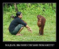 МАДАМ, ВЫ МНЕ СИСЬКИ ПОКАЖЕТЕ? 
