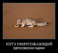 КОТЭ УНИЧТОЖАЮЩИЙ ЕДРОСОВСКУЮ ГАДИНУ