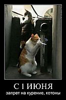 С 1 ИЮНЯ запрет на курение, котоны