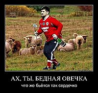 АХ, ТЫ, БЕДНАЯ ОВЕЧКА что же бьётся так сердечко
