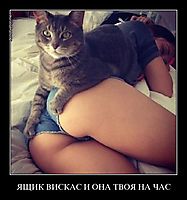 ЯЩИК ВИСКАС И ОНА ТВОЯ НА ЧАС 
