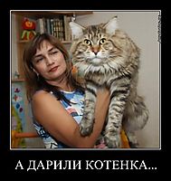 А ДАРИЛИ КОТЕНКА... 