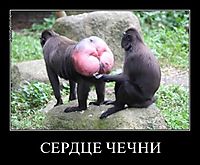 СЕРДЦЕ ЧЕЧНИ 