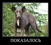 ПОКАЗАЛОСЬ 