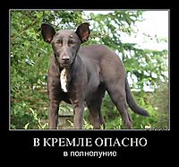 В КРЕМЛЕ ОПАСНО в полнолуние