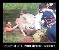СПАСЛИ ИЗ ЕВРОПЕЙСКОГО БОЛОТА 