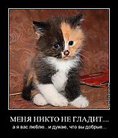 МЕНЯ НИКТО НЕ ГЛАДИТ.... а я вас люблю...и думаю, что вы добрые...