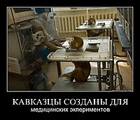КАВКАЗЦЫ СОЗДАНЫ ДЛЯ медицинских экпериментов