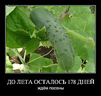 ДО ЛЕТА ОСТАЛОСЬ 178 ДНЕЙ