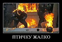 ПТИЧКУ ЖАЛКО 
