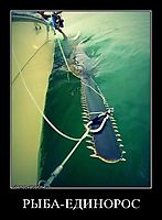РЫБА-ЕДИНОРОС 
