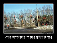 СНЕГИРИ ПРИЛЕТЕЛИ 
